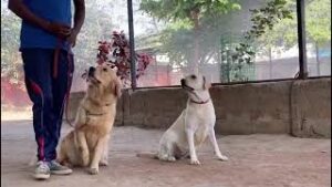 Best and Excellent Dog Training/Boarding School in Hyderabad, Telangana