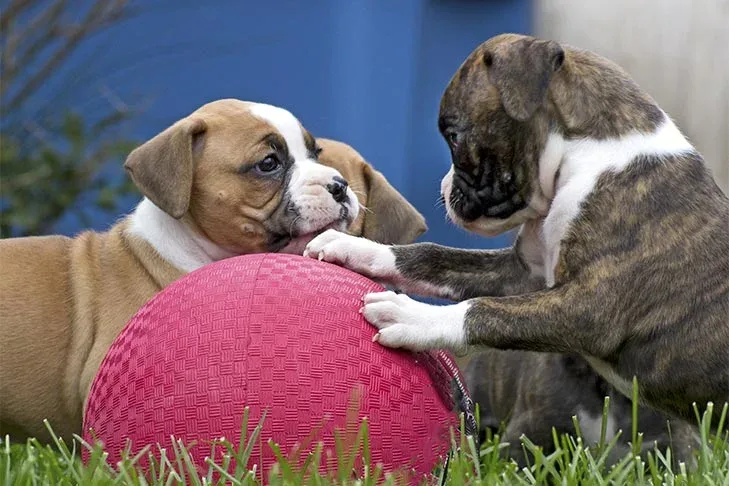 boxer-puppies-playing-with-ball