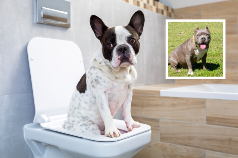 dog-toilet