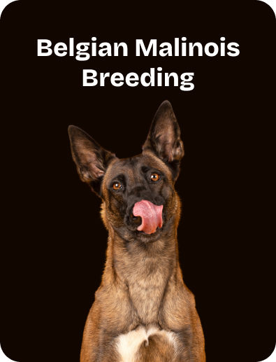 Belgian Malinois Breeding (1)