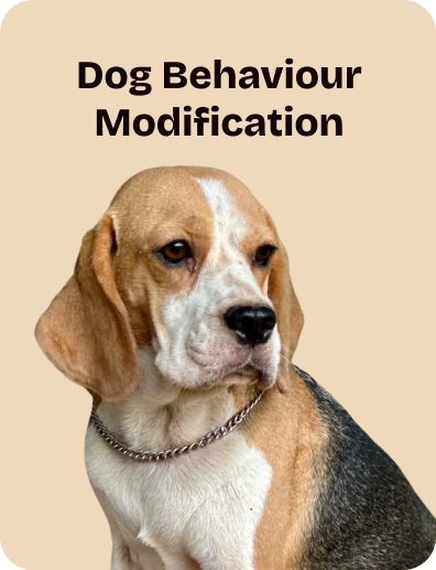 Dog Behaviour Modification (1)