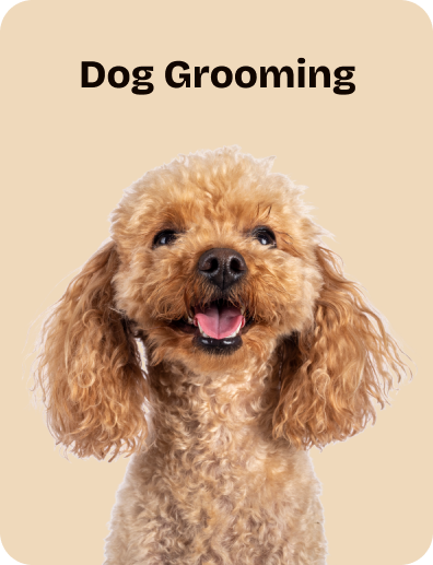 Dog Grooming (2)