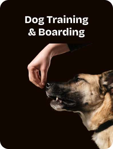 Dog Training and Boarding (1)