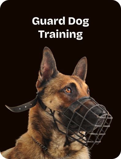 Guard Dog Training