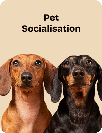 Pet Socialisation (1)