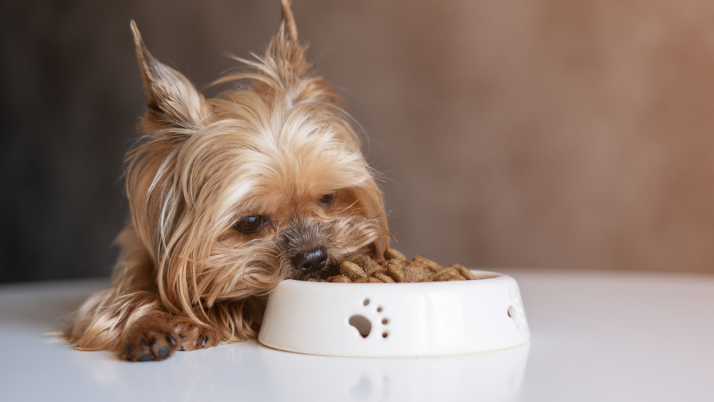 Image showcasing Why Your Dog May Not Eat Food on Time - Progressive Canines