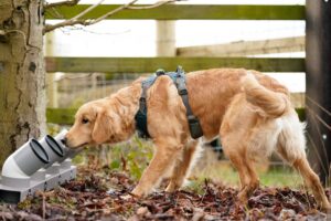 Detection Dog training Progressive canines