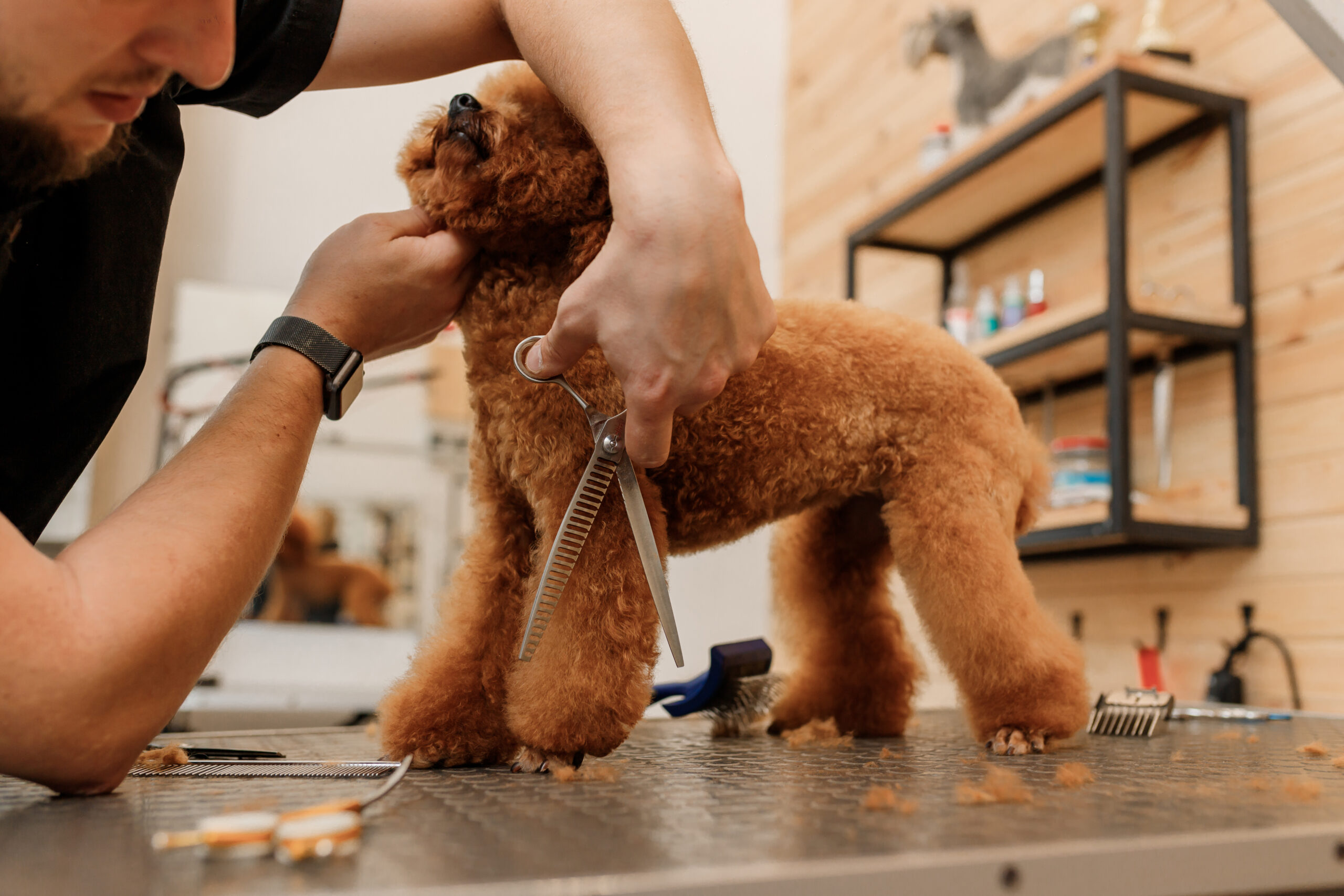 Professional male groomer making haircut of poodle teacup dog at grooming salon with professional equipment