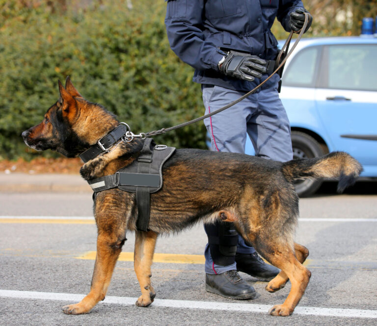 Dog Canine Unit of the police to identify the explosives