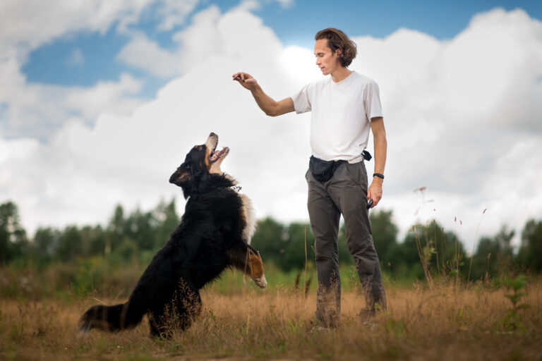 young man walking with Bernese Mountain Dog on the summer field