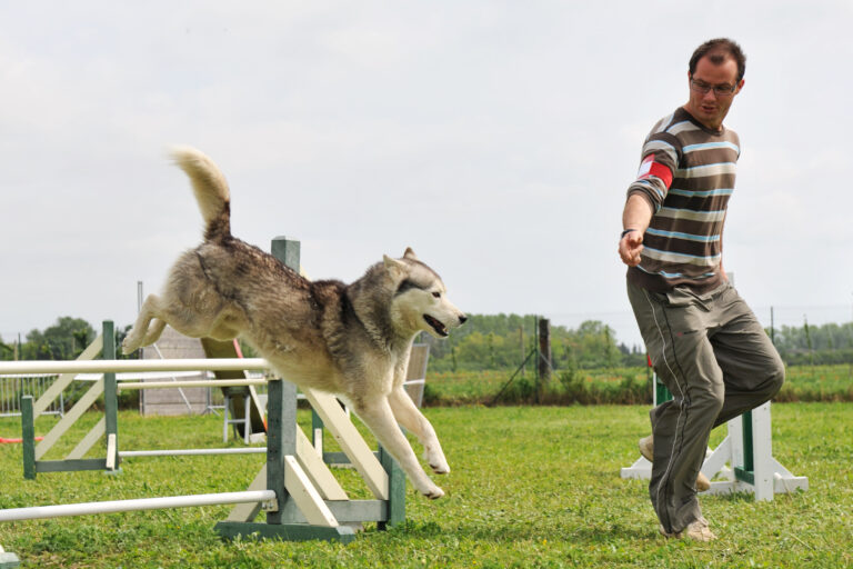 jumping husky