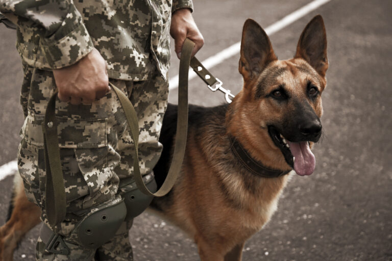 Man in military uniform with German shepherd dog outdoors, close