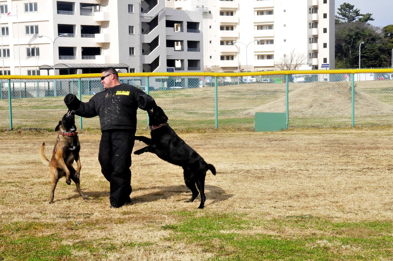 dogs, training, attacking, man, trainer, outside