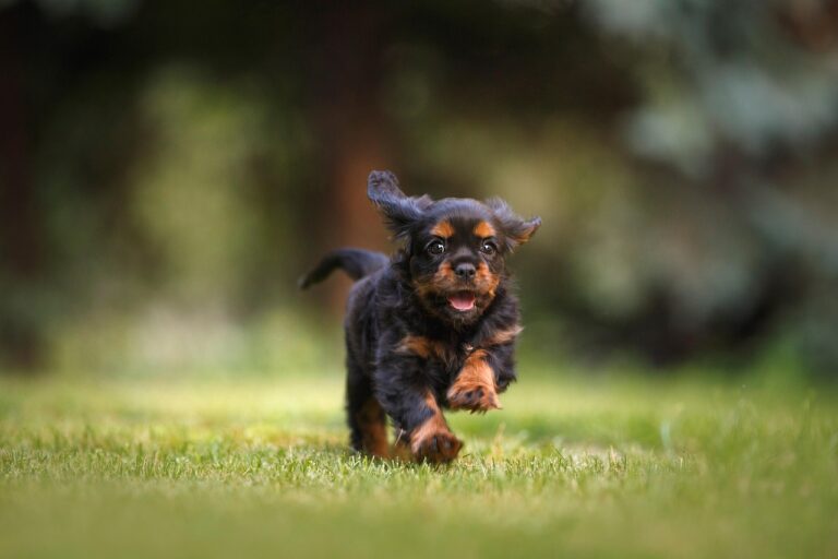 dog, puppy, cavalier, running, play, pet, nature, animal, young dog, domestic, canine, cute, field, outdoors