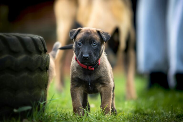 Charming close-up of a Belgian Shepherd puppy standing alert in a grassy field.