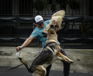 A German Shepherd practicing bite work with a trainer outdoors during the day.