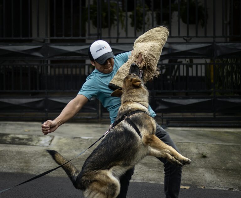 A German Shepherd practicing bite work with a trainer outdoors during the day.