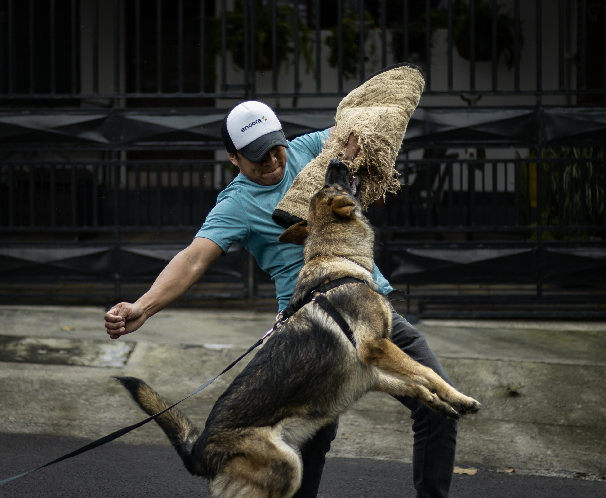 A German Shepherd practicing bite work with a trainer outdoors during the day.