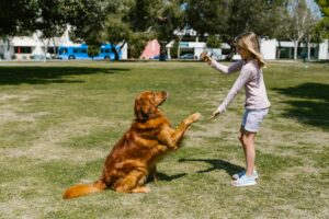 Young girl playing with a Golden Retriever outdoors in a sunny park.