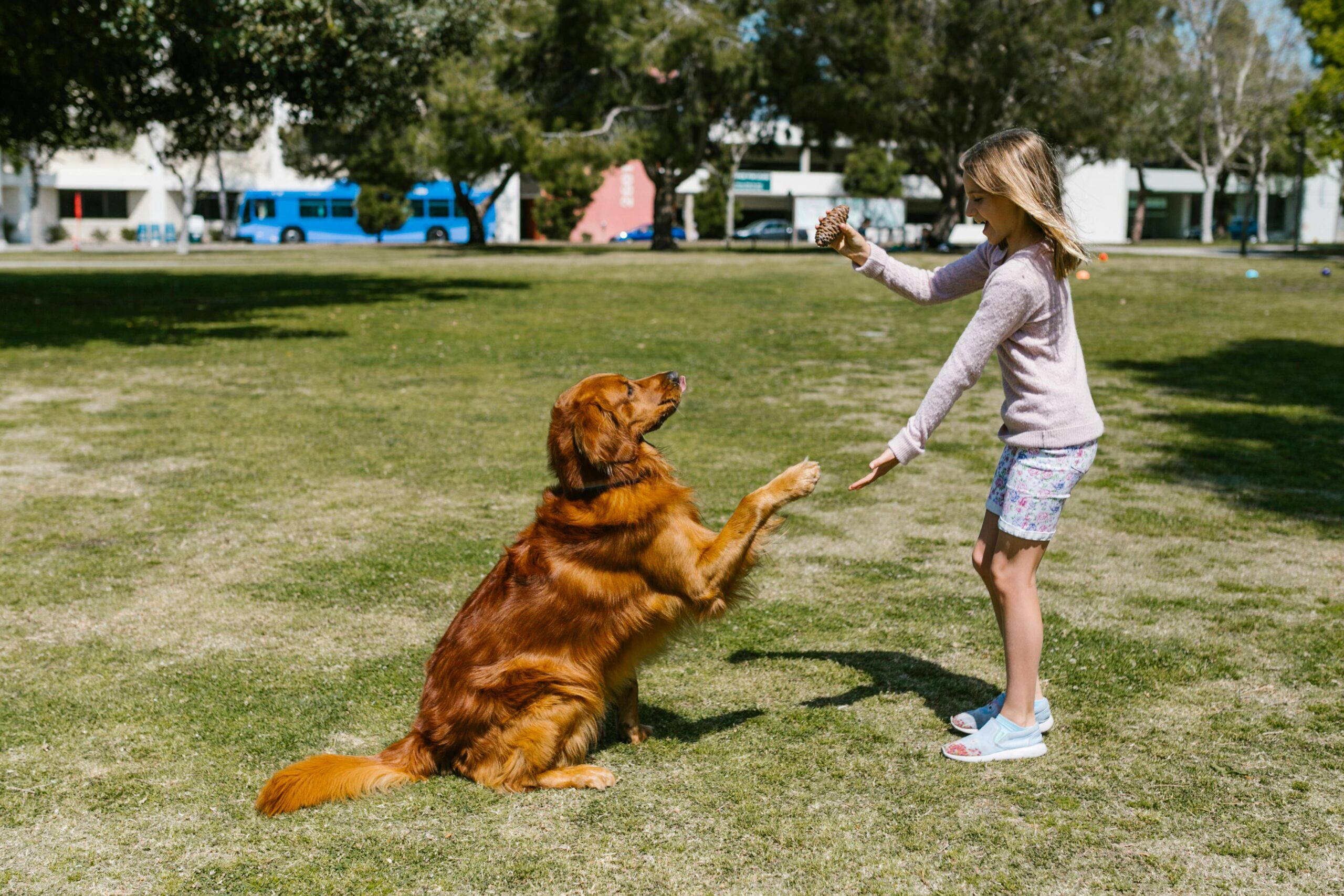 Young girl playing with a Golden Retriever outdoors in a sunny park.