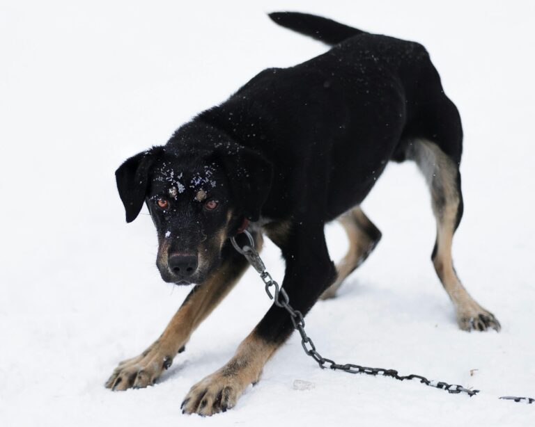 Focused dog in winter with chain, black and snow-covered, showcasing determination.