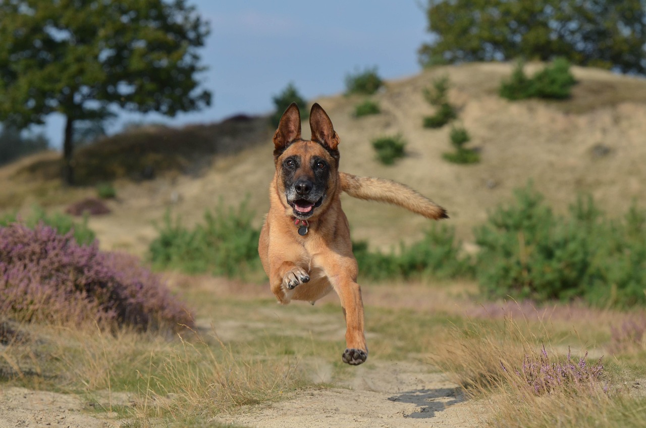malinois, leap, powerful, summer, belgian shepherd dog, nature, rude, running dog