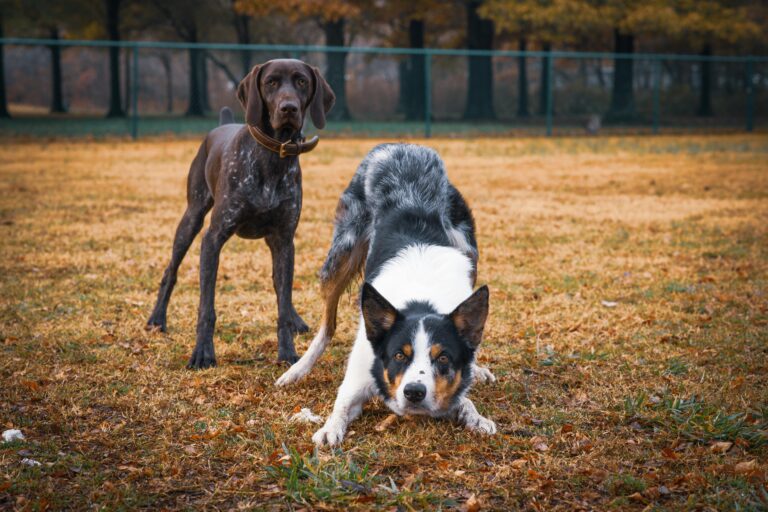 German Shorthaired Pointer and Blue Merle Dog in a play stance in an autumn park.