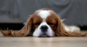 A peaceful Cavalier King Charles Spaniel sleeping on the floor.