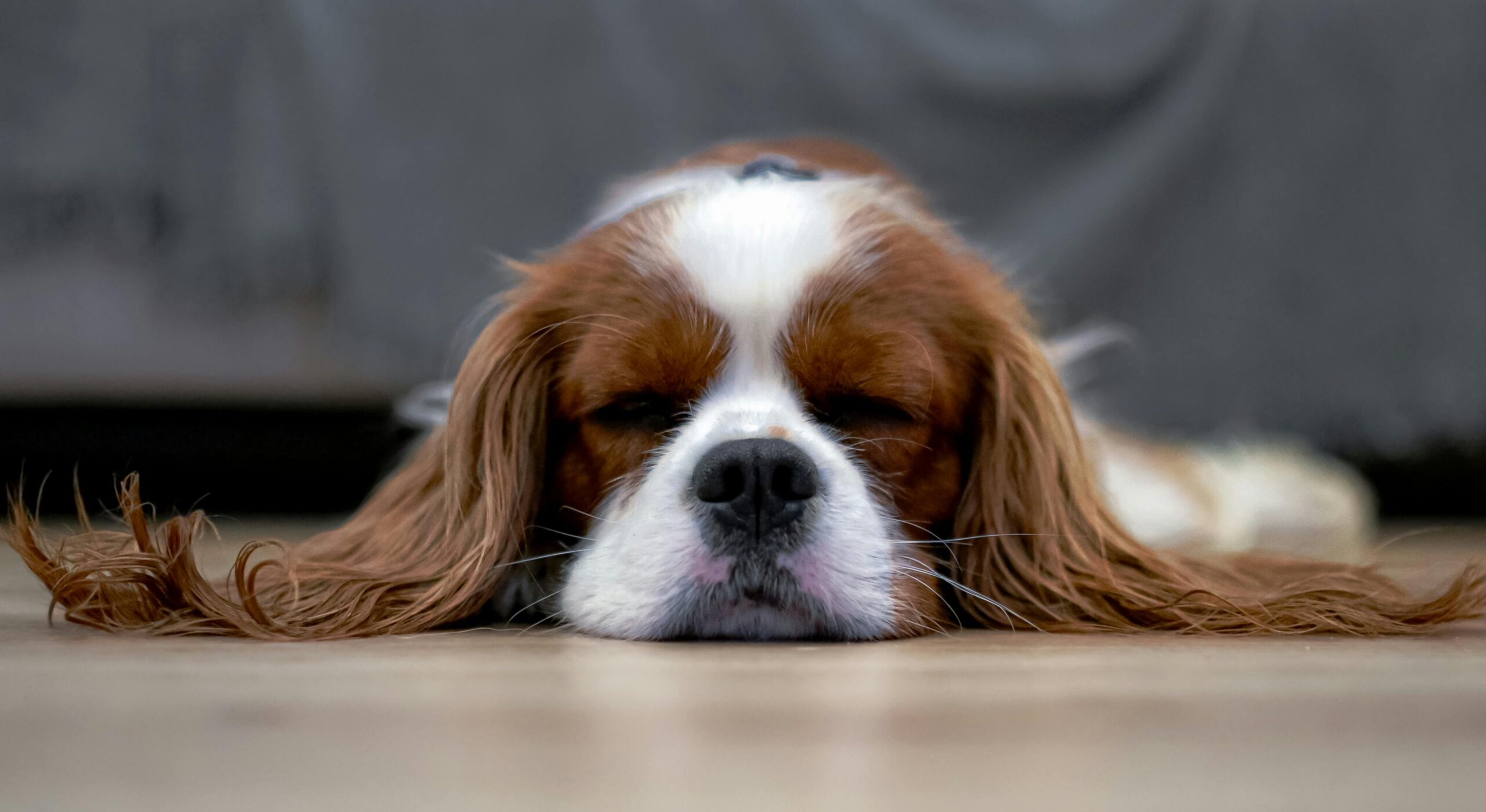 A peaceful Cavalier King Charles Spaniel sleeping on the floor.