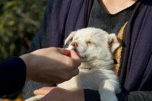 A cute puppy being hand-fed while cradled outdoors in Suzhou, China.