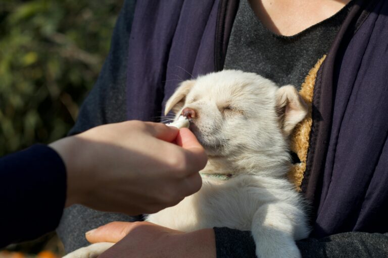 A cute puppy being hand-fed while cradled outdoors in Suzhou, China.
