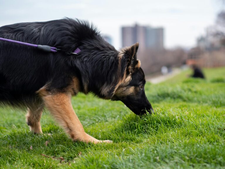 Close-up of a German Shepherd dog sniffing grass, showcasing a pet walk in an urban park.