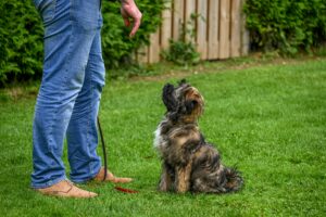 A Tibetan Terrier dog sitting attentively for training in a backyard setting.