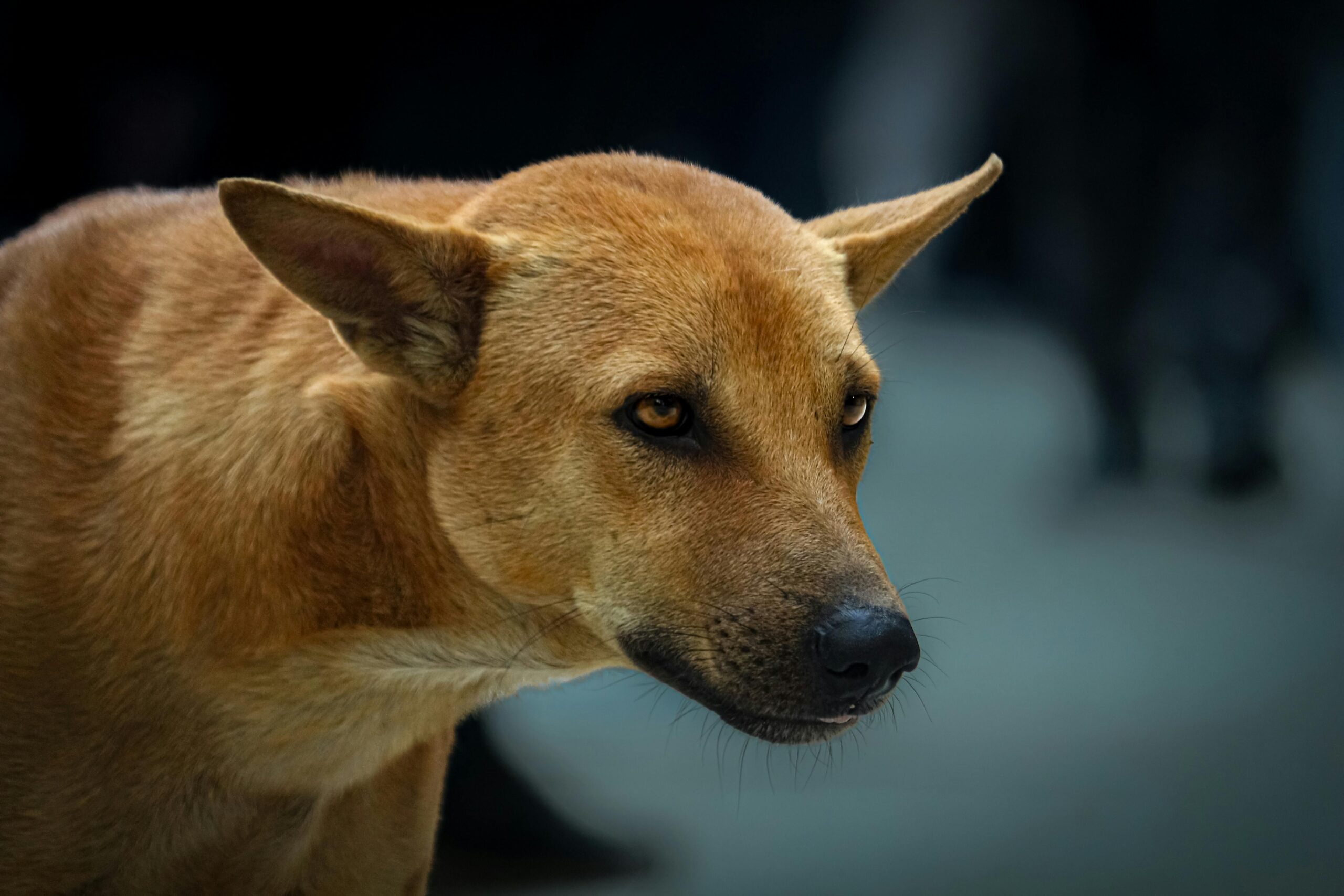 A stray dog in Dhaka captured in a thoughtful pose, highlighting its expressive eyes.